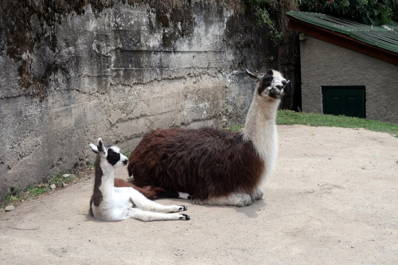 Best Inca Trail Tours