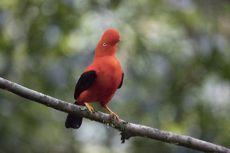 Best Manu National Park Tours