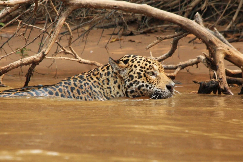 Best Manu National Park Tours